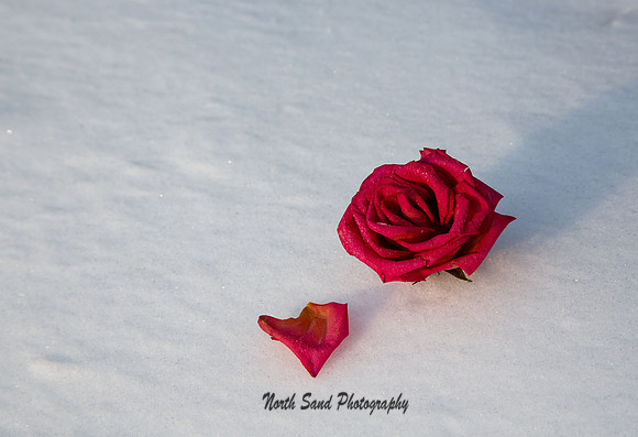Frozen Rose