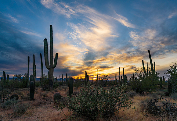 Saguaro National Park 6
