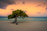 Fofoti Tree- Aruba