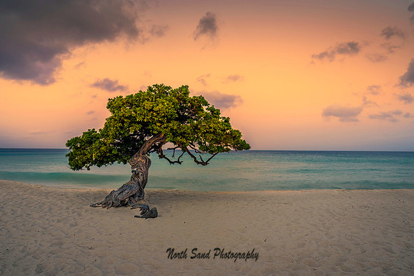 Fofoti Tree- Aruba