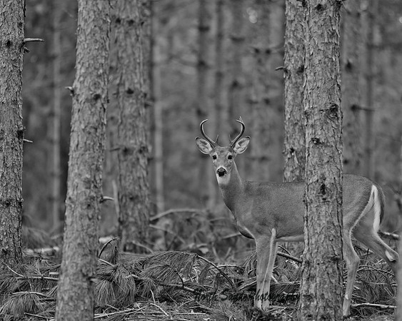Pine Forest Buck