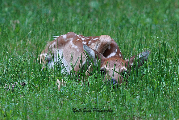 Fawn Hiding