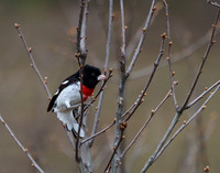 Rose Breasted Grossbeak