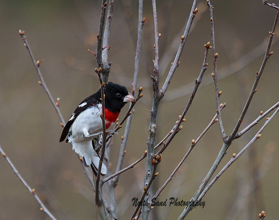 Rose Breasted Grossbeak