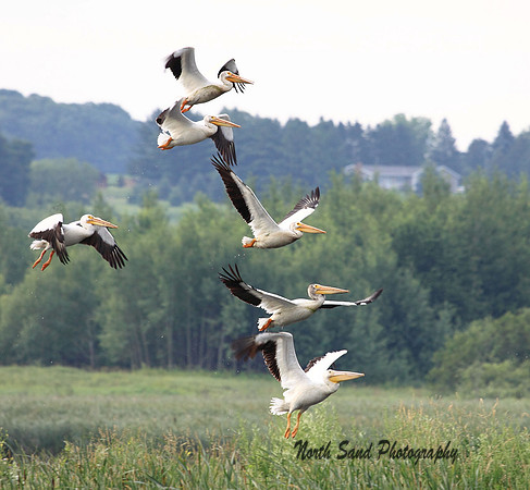 American White Pelicans