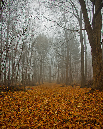 Bed of Leaves