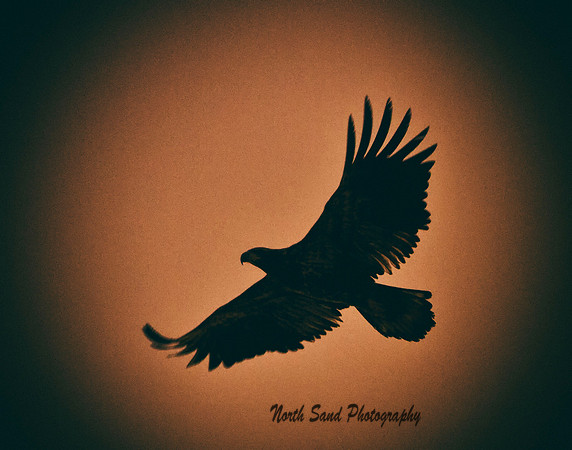 Flight at Sunrise