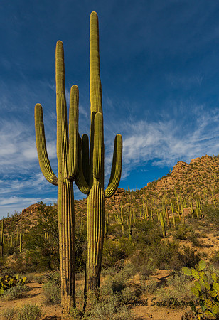 Saguaro National Park 2