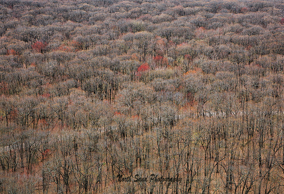 Treetops
