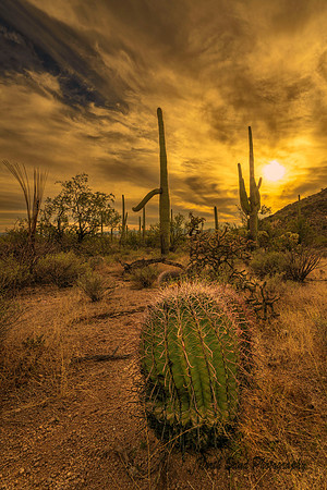 Southwestern Barrel Cactus