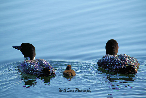 Family Swim