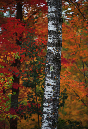 Fall Birch