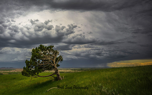 Lone Tree at Sage Creek