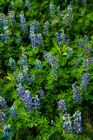 Lupines