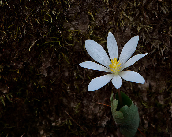 Spring Bloom