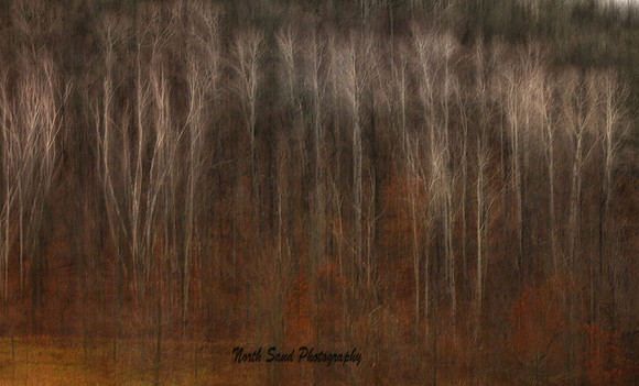 Winter Birch Canvas