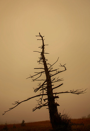 Lone Survivor