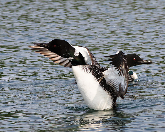 Shaking off the water