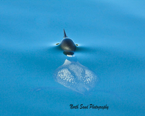 Loon Surfacing