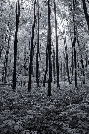 McGliver Woods
