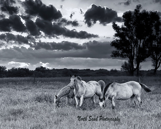 Horses in a field