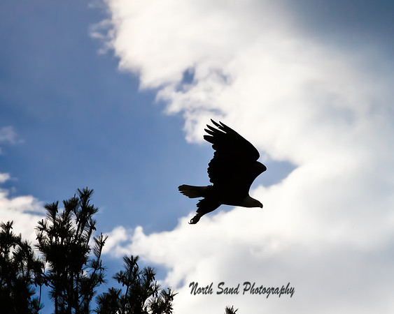 Eagle silhouette