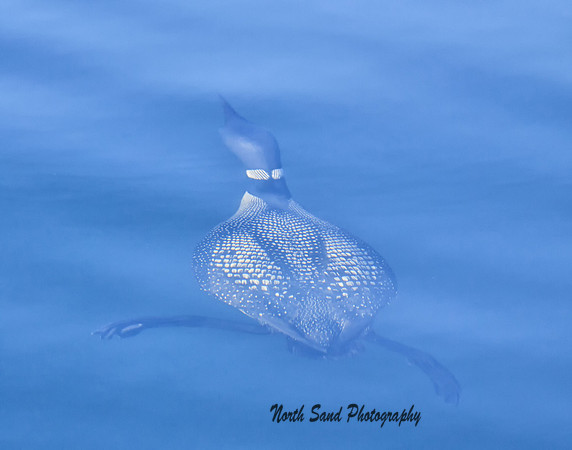 Loon Submersed