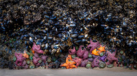 Seastars @Cannon Beach
