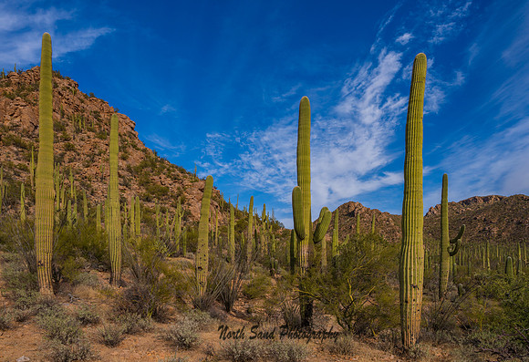 Saguaro National Park 4