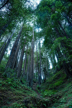 Redwoods