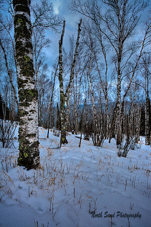 Winter Birch
